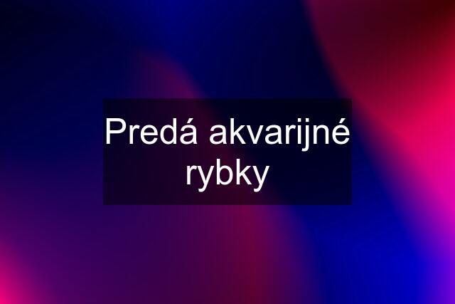 Predá akvarijné rybky