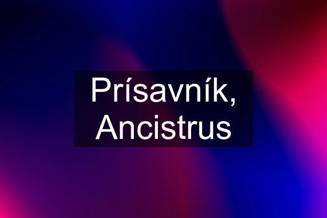 Prísavník, Ancistrus