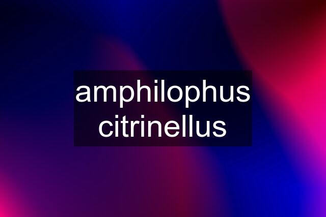 amphilophus citrinellus