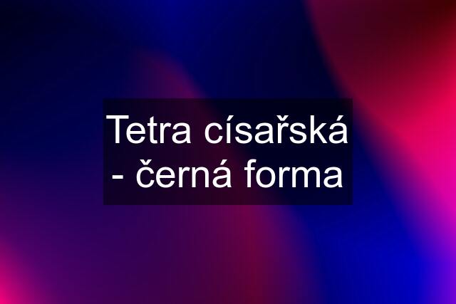 Tetra císařská - černá forma