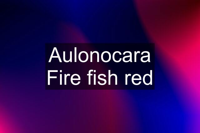 Aulonocara Fire fish red