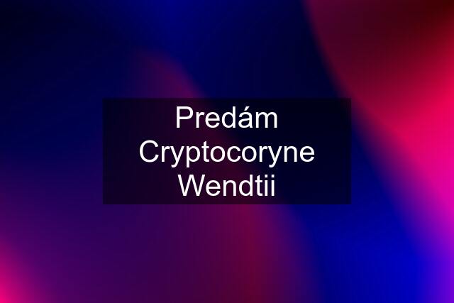 Predám Cryptocoryne Wendtii