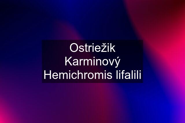 Ostriežik Karminový Hemichromis lifalili