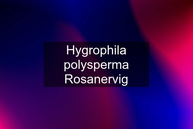 Hygrophila polysperma Rosanervig