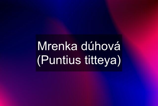 Mrenka dúhová (Puntius titteya)