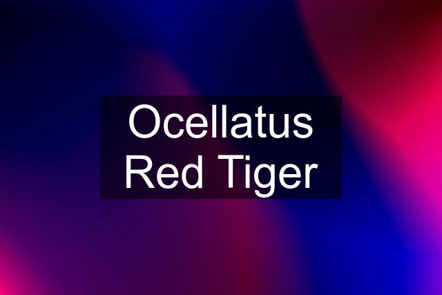 Ocellatus Red Tiger