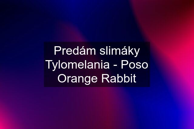 Predám slimáky Tylomelania - Poso Orange Rabbit