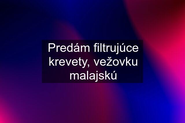 Predám filtrujúce krevety, vežovku malajskú