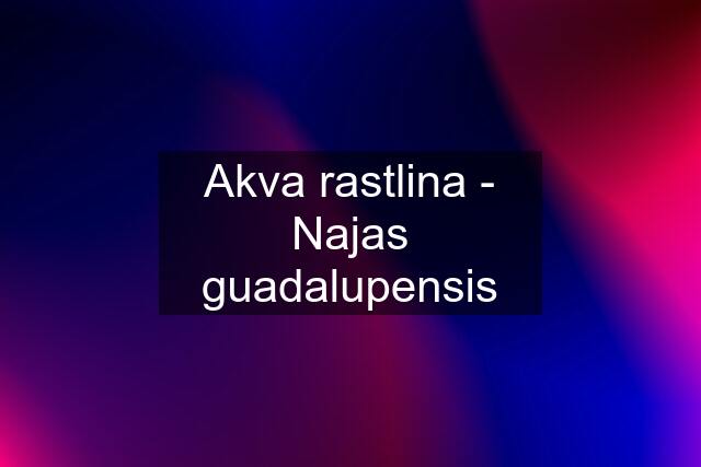 Akva rastlina - Najas guadalupensis