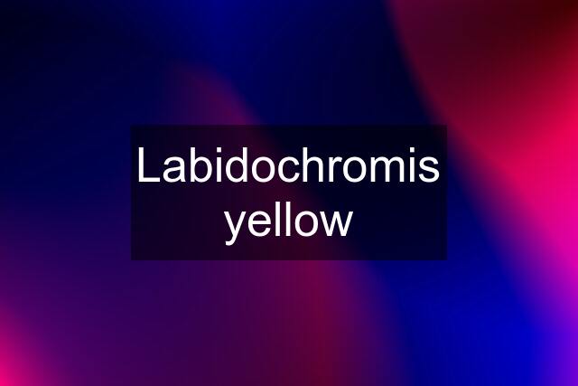 Labidochromis yellow