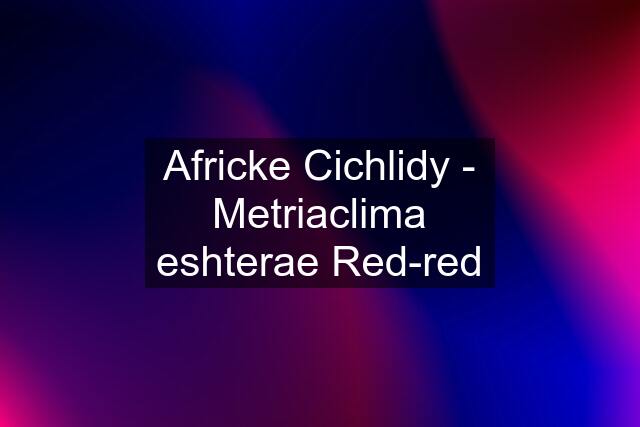 Africke Cichlidy - Metriaclima eshterae Red-red