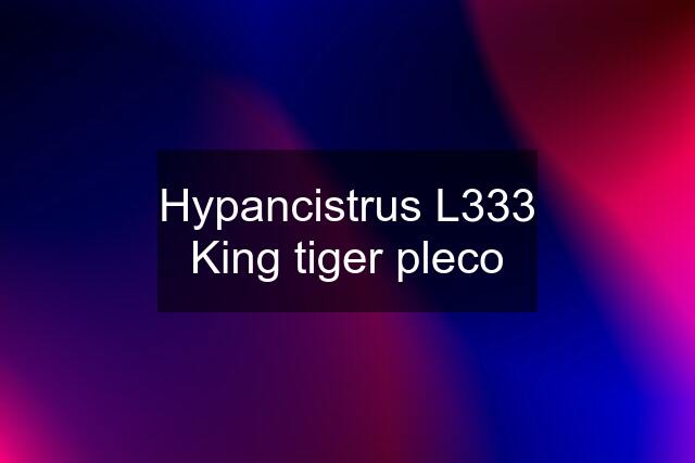 Hypancistrus L333 King tiger pleco