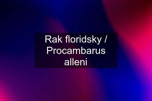 Rak floridsky / Procambarus alleni