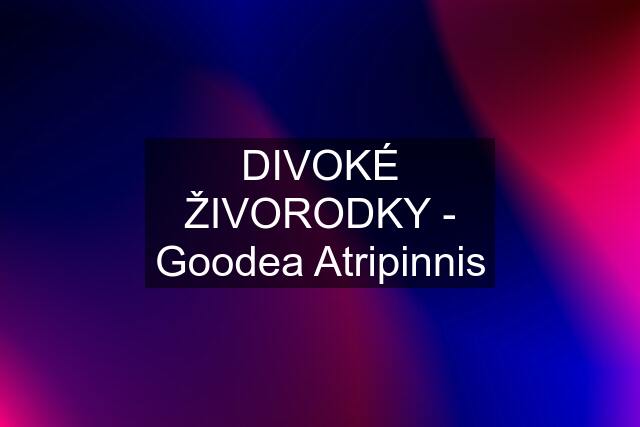 DIVOKÉ ŽIVORODKY - Goodea Atripinnis