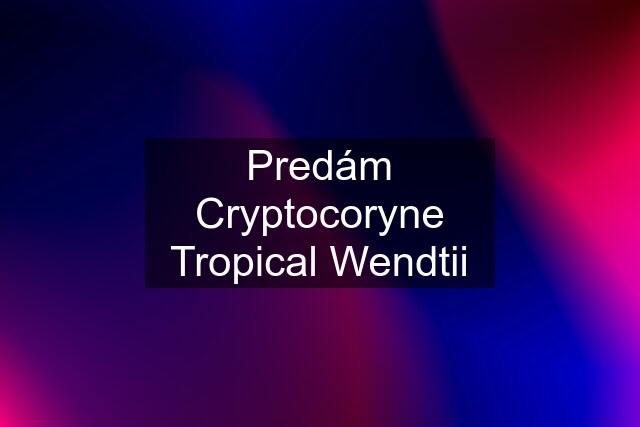 Predám Cryptocoryne Tropical Wendtii