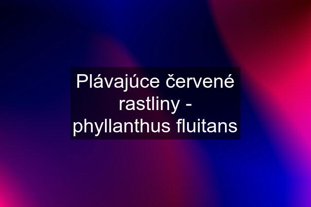 Plávajúce červené rastliny - phyllanthus fluitans