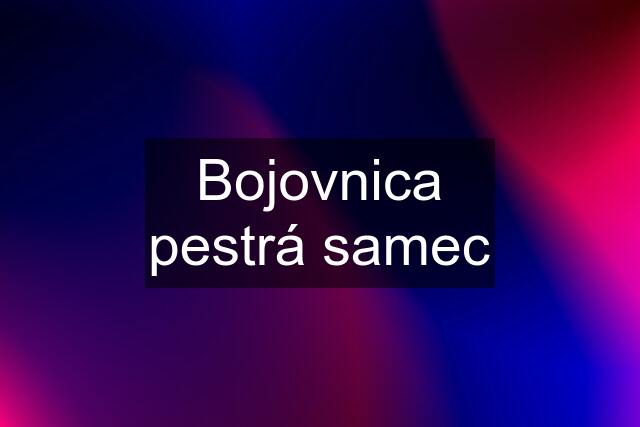 Bojovnica pestrá samec