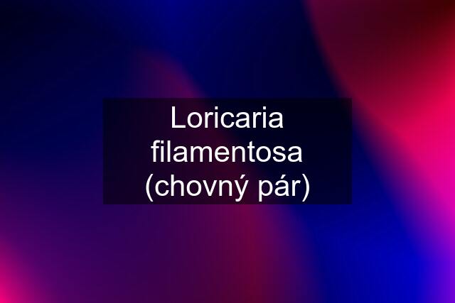 Loricaria filamentosa (chovný pár)