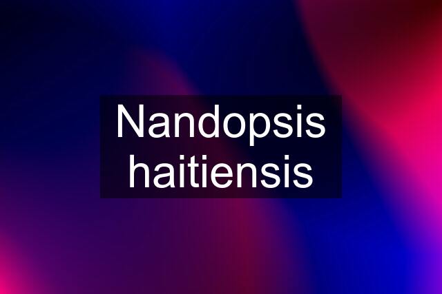 Nandopsis haitiensis