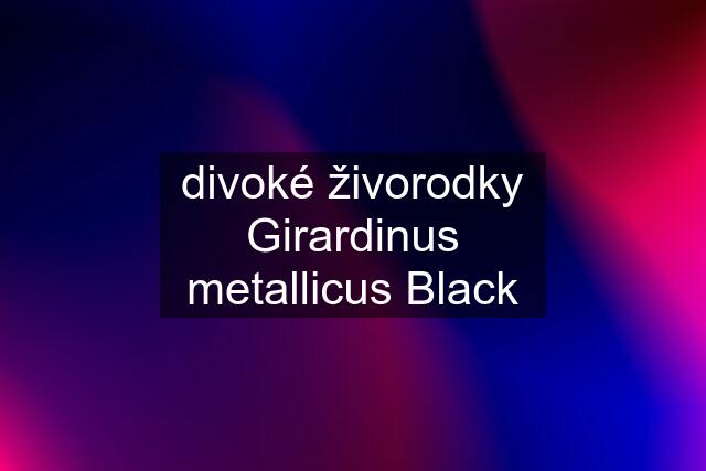divoké živorodky Girardinus metallicus Black