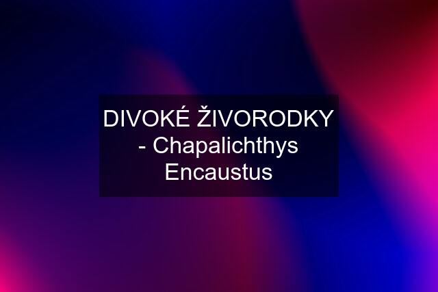 DIVOKÉ ŽIVORODKY - Chapalichthys Encaustus
