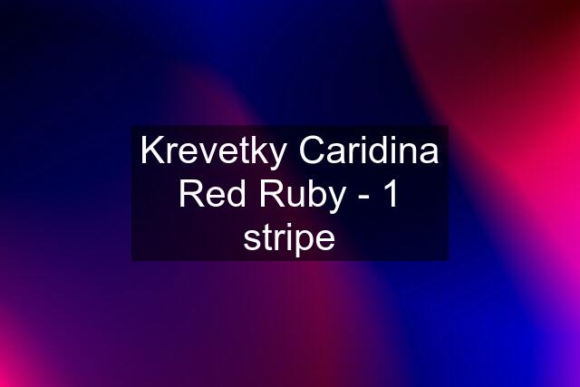 Krevetky Caridina Red Ruby - 1 stripe