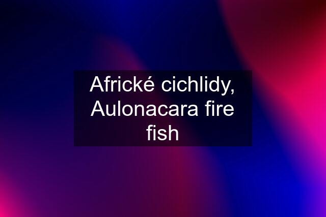 Africké cichlidy, Aulonacara fire fish