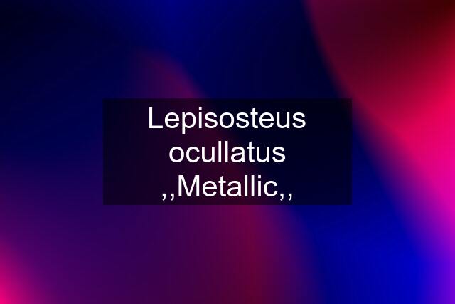 Lepisosteus ocullatus ,,Metallic,,