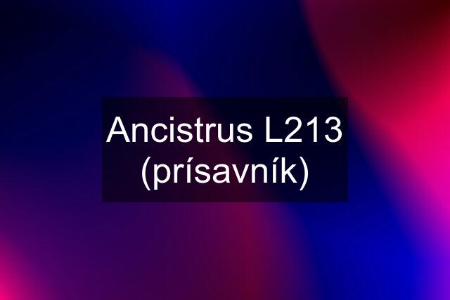 Ancistrus L213 (prísavník)