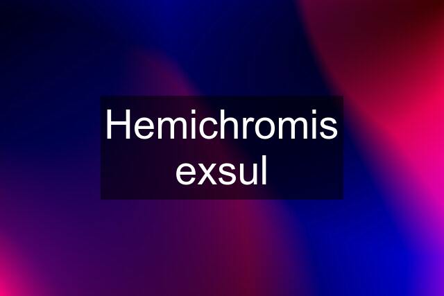 Hemichromis exsul