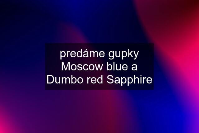 predáme gupky Moscow blue a Dumbo red Sapphire