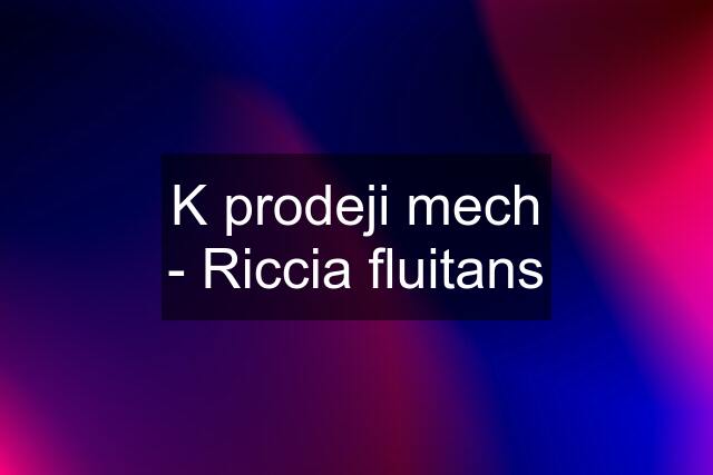 K prodeji mech - Riccia fluitans