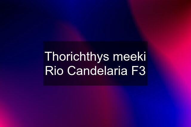 Thorichthys meeki Rio Candelaria F3