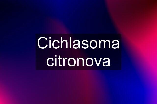 Cichlasoma citronova