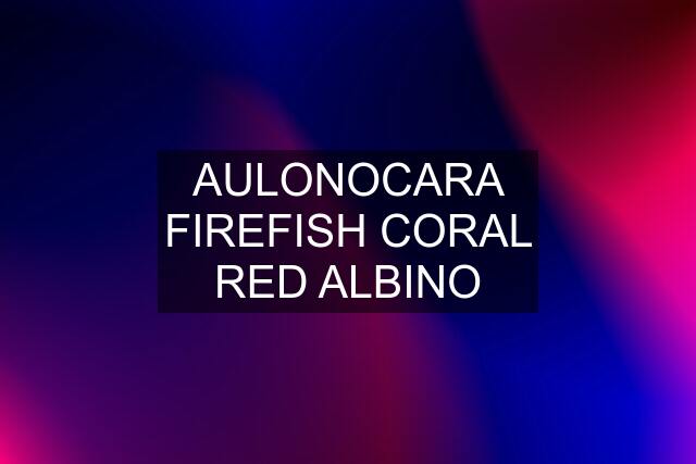 AULONOCARA FIREFISH CORAL RED ALBINO