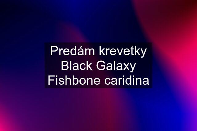 Predám krevetky Black Galaxy Fishbone caridina