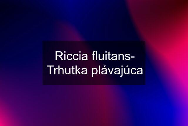 Riccia fluitans- Trhutka plávajúca