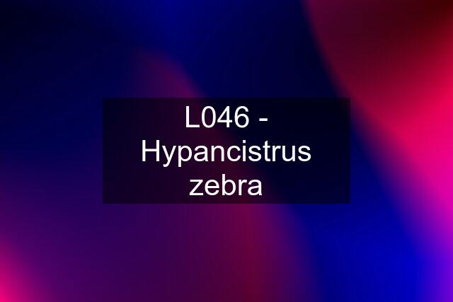 L046 - Hypancistrus zebra