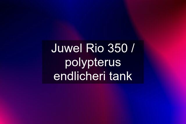 Juwel Rio 350 / polypterus endlicheri tank