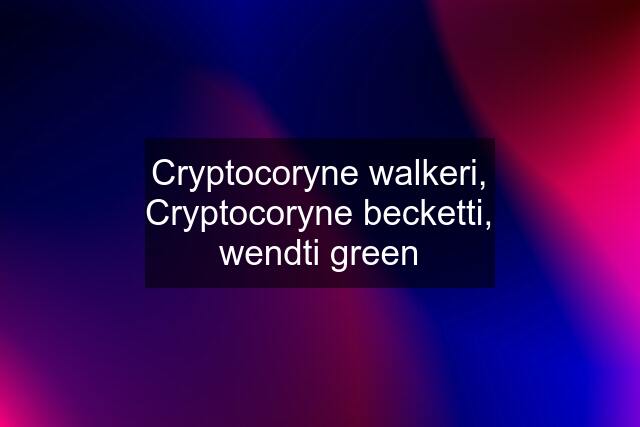Cryptocoryne walkeri, Cryptocoryne becketti, wendti green