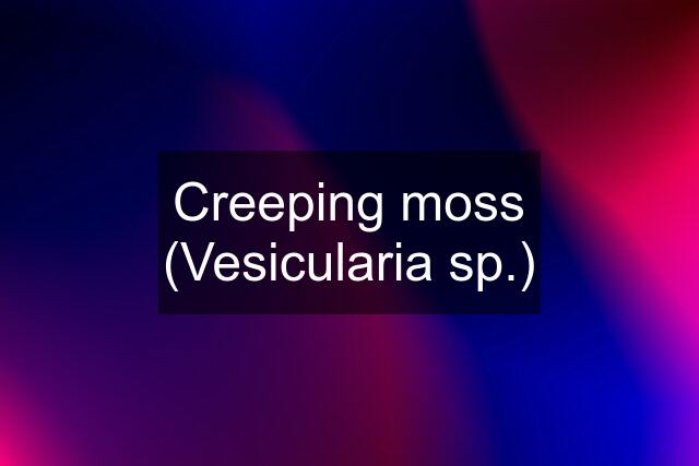 Creeping moss (Vesicularia sp.)