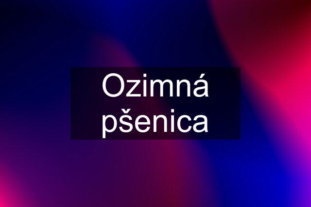 Ozimná pšenica