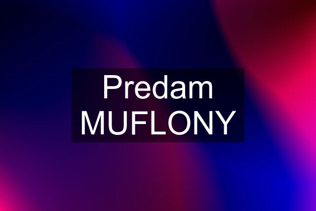 Predam MUFLONY