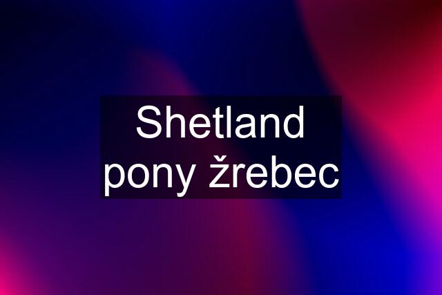 Shetland pony žrebec