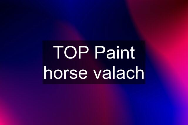 TOP Paint horse valach