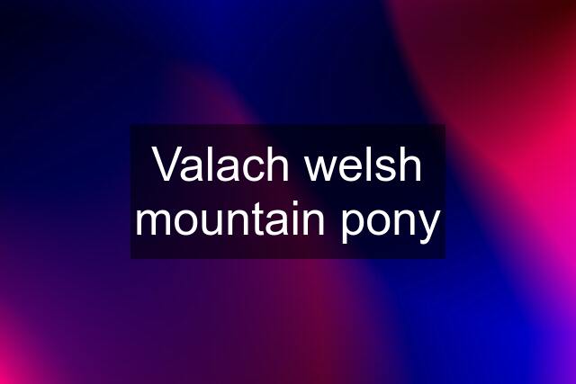 Valach welsh mountain pony