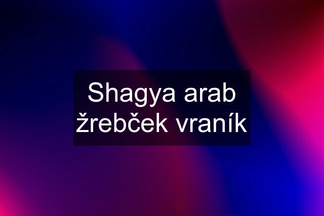 Shagya arab žrebček vraník