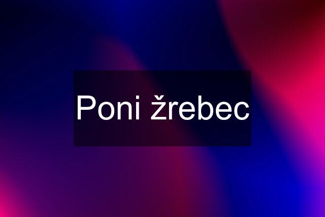 Poni žrebec