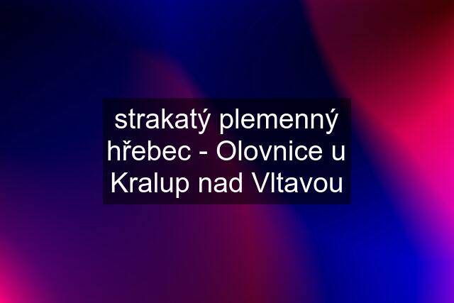 strakatý plemenný hřebec - Olovnice u Kralup nad Vltavou