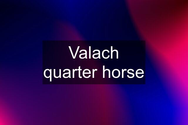 Valach quarter horse